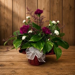 Magenta and white carnation arrangement in a wrapped pot with a white bow