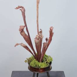 Tall arrangement of dried pitcher plants in a metal stand