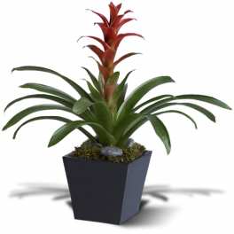 Bright Bromeliad