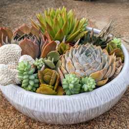 Low white ceramic bowl filled with assorted succulents and textured accents