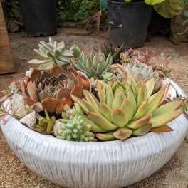 Low white ceramic bowl filled with assorted green and red succulents.