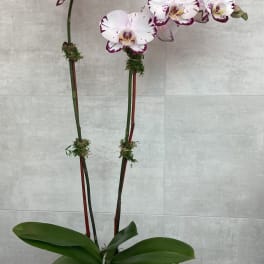 Potted orchid plant with white and purple blooms in a white container