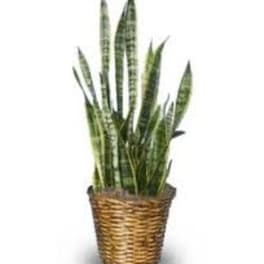 Potted snake plant in a woven basket planter