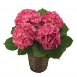 Pink hydrangea arrangement in a woven basket