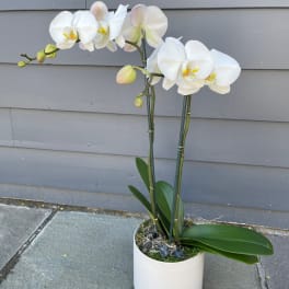 Premium White Orchids