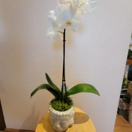 White orchid plant in a decorative face-shaped pot