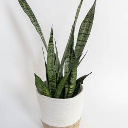 Potted snake plant in a white woven basket planter