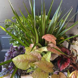 Mixed potted plants with spiky and heart-shaped leaves in a wooden planter