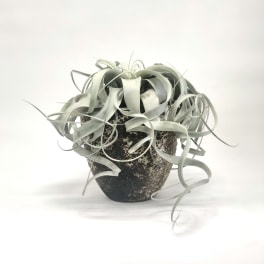 Potted air plant with long curling silver-green leaves