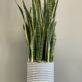 Tall snake plant in a white ribbed pot