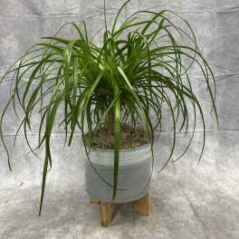 Potted ponytail palm in a gray planter on a wooden stand