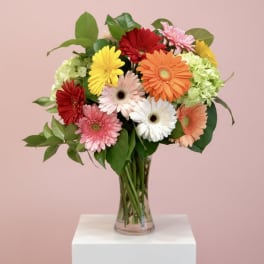 Glorious Gerberas