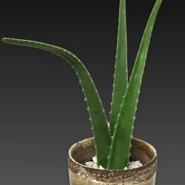 Potted aloe plant in a textured ceramic pot