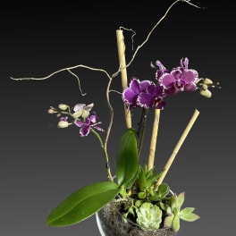 Orchid Garden