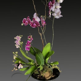 Fantastic Orchid bonsai