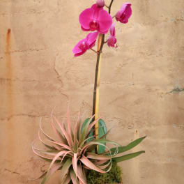 Pink orchid arrangement with air plants in a wooden container