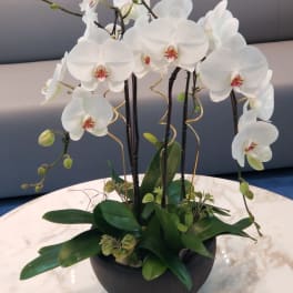 White orchid arrangement in a black bowl planter