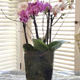 Pink and white orchids in a tall glass vase