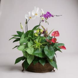 Potted orchid arrangement with white and purple blooms in a wooden container