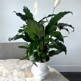 White peace lily plant in a white ceramic vase