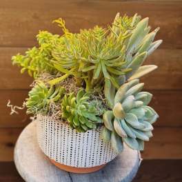 Simply succulents