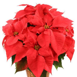 Red poinsettia plant with large bracts in a woven basket container