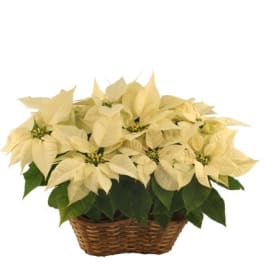 White poinsettia plant in a brown wicker basket