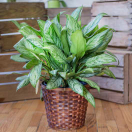 Potted green variegated plant in a woven basket