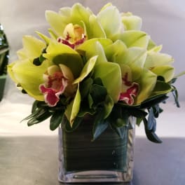 Green orchids arranged in a clear square vase
