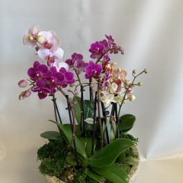 Potted arrangement of pink and white orchids in a stone bowl