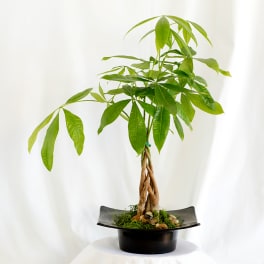 Potted money tree plant with braided trunk in a black container