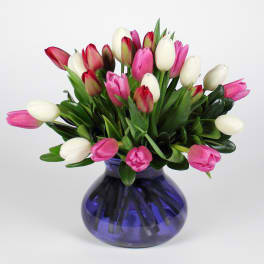 Pink and white tulips arranged in a blue glass vase