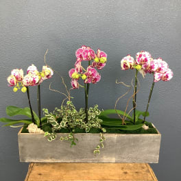 Three pink-and-white orchids in a rectangular planter