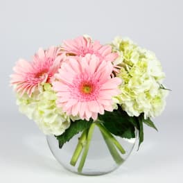 Pink gerbera daisies and pale hydrangeas in a clear glass vase