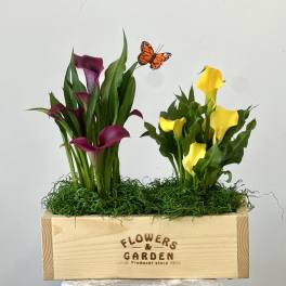 Calla Lily Garden Bounty Box by Westford Florist Floral Art by Veny