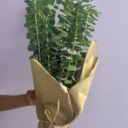 Wrapped bouquet of eucalyptus stems in brown paper