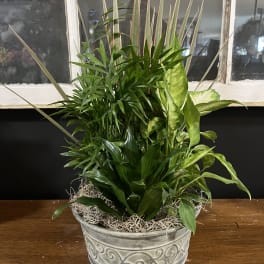 Mixed green houseplants arranged in a decorative metal planter