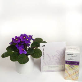 Purple potted African violet with a greeting card and reed diffuser box