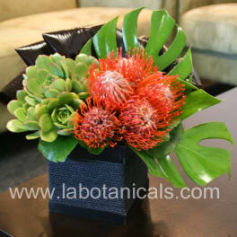 Succulent arrangement with orange pincushion flowers in a black square container