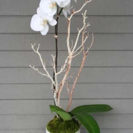 White orchid plant in a white pot with moss