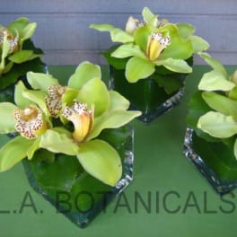 Four green orchid arrangements in square glass vases