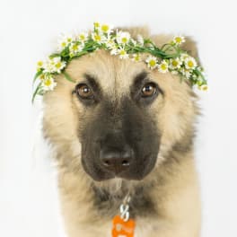 Dog wearing a daisy flower crown