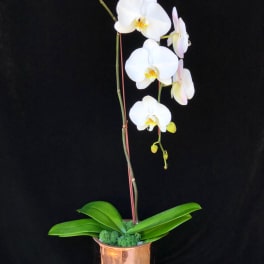 White orchid plant in a copper pot with broad green leaves