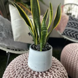 Potted snake plant in a white ceramic pot with black stones
