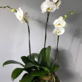 Triple Stemmed Potted Orchid Plant in White Vase