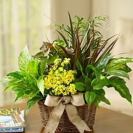 Basket of green houseplants with small yellow flowers and a ribbon bow