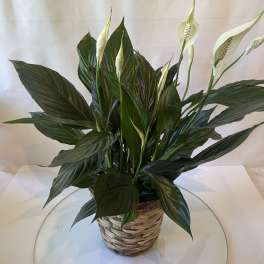 Potted peace lily with white blooms in a woven basket