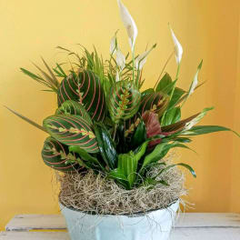 Potted arrangement of green foliage with white peace lilies