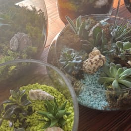 Glass terrariums filled with assorted succulents and decorative shells