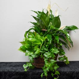 Basket planter with green foliage and white peace lilies